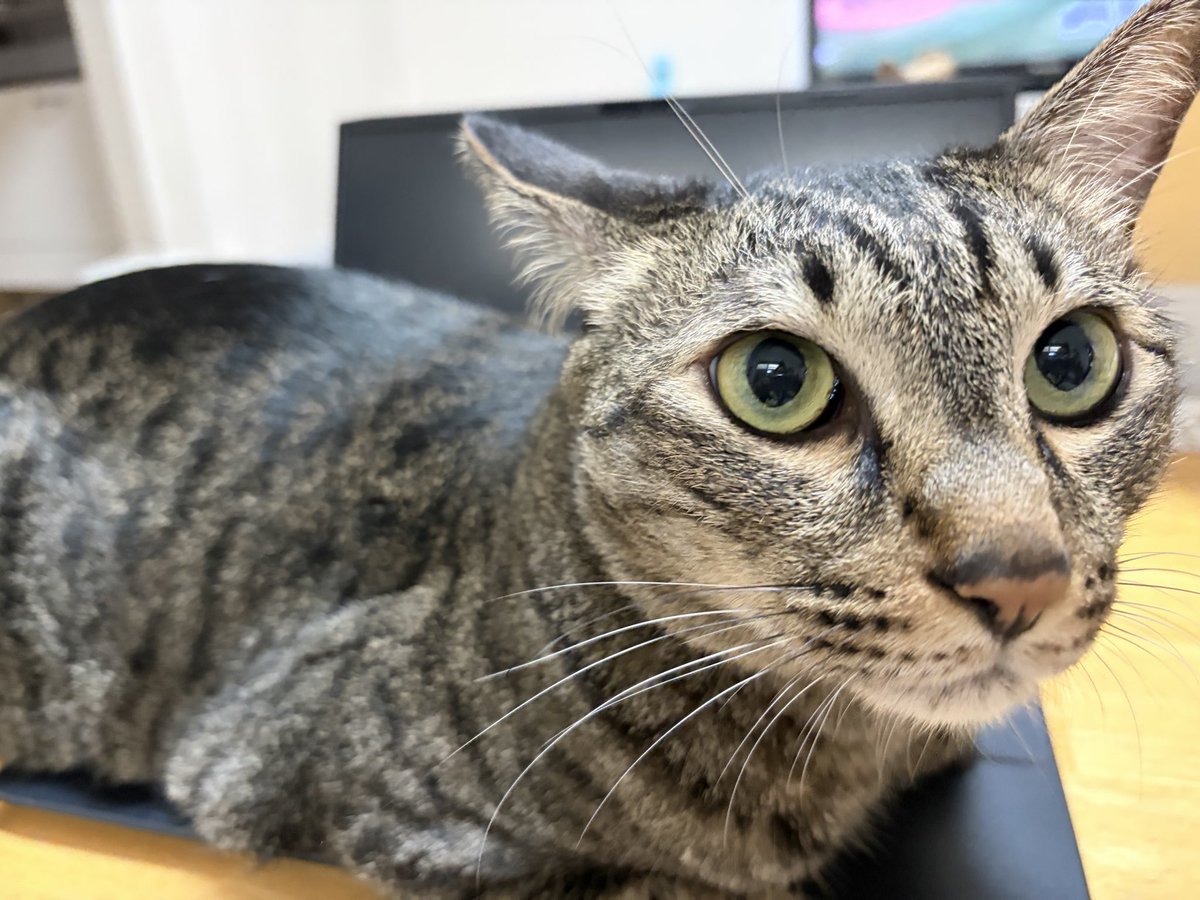 MZGC_443's tweet photo. 準備できない😭
 #保護猫 #キジトラ #準備できない https://t.co/eLC47VJhm3