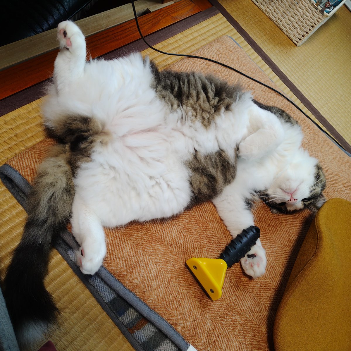 nu_mix's tweet photo. 今日のココ
手に何持ってるの？ https://t.co/p5pOuRIVpW