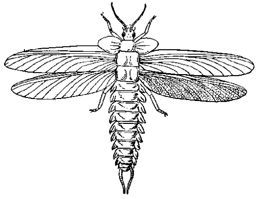 0rthoptera's tweet photo. >hmm today i want a third pair of wings
>evolve winglets on prothorax that are serial homologs to true wings
>they dont really provide extra lift
>use them as canards, probably
>refuse to elaborate
>go extinct

I love u Palaeodictyoptera https://t.co/Mp6zrhykdV
