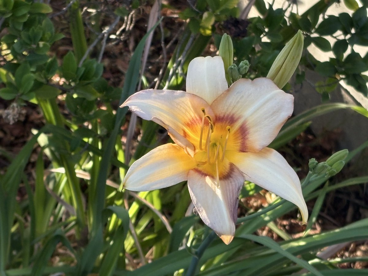 livinglight77's tweet photo. #flowersonfriday #FlowerFriday #flowers https://t.co/PW5XKNczOb