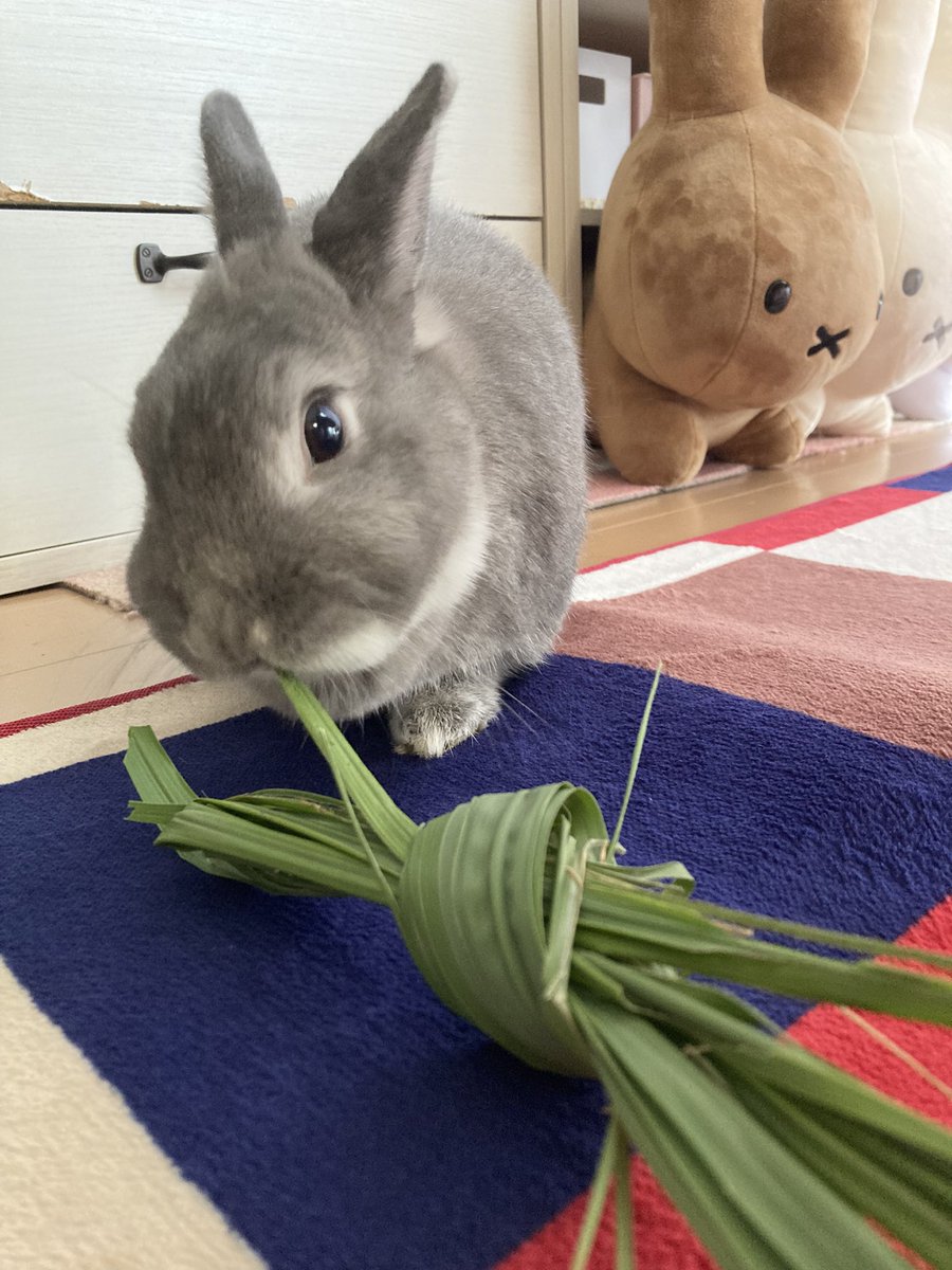 Bobo0418Rabbit's tweet photo. 旧盆のお土産、サングァー🌿
魔除け・御守りの意味があるサングァーを
ぼぼちゃんが美味しくいただいております🐰
「御守り……食べちゃった😂」 https://t.co/vHcTco9T2E