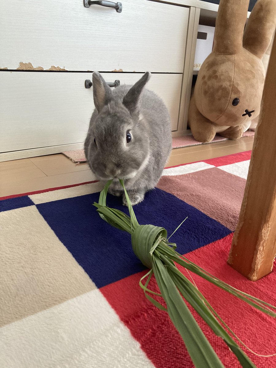Bobo0418Rabbit's tweet photo. 旧盆のお土産、サングァー🌿
魔除け・御守りの意味があるサングァーを
ぼぼちゃんが美味しくいただいております🐰
「御守り……食べちゃった😂」 https://t.co/vHcTco9T2E
