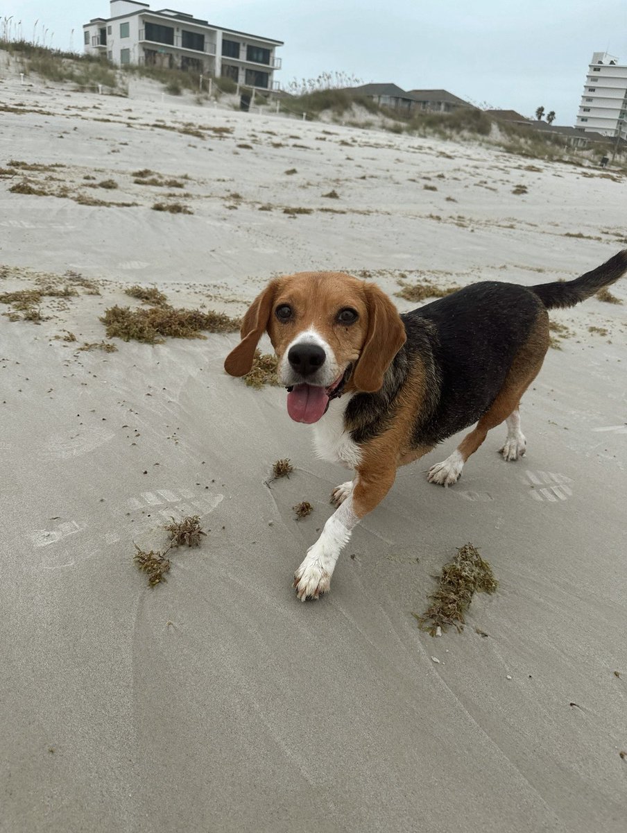 empathcrybaby's tweet photo. @beaglefacts The best girl, Paisley. We only got to have her for 8 years. My first dog. We tried chemo, but the lymphoma came back so quick and so strong 💔 https://t.co/8RRwkcNR4J