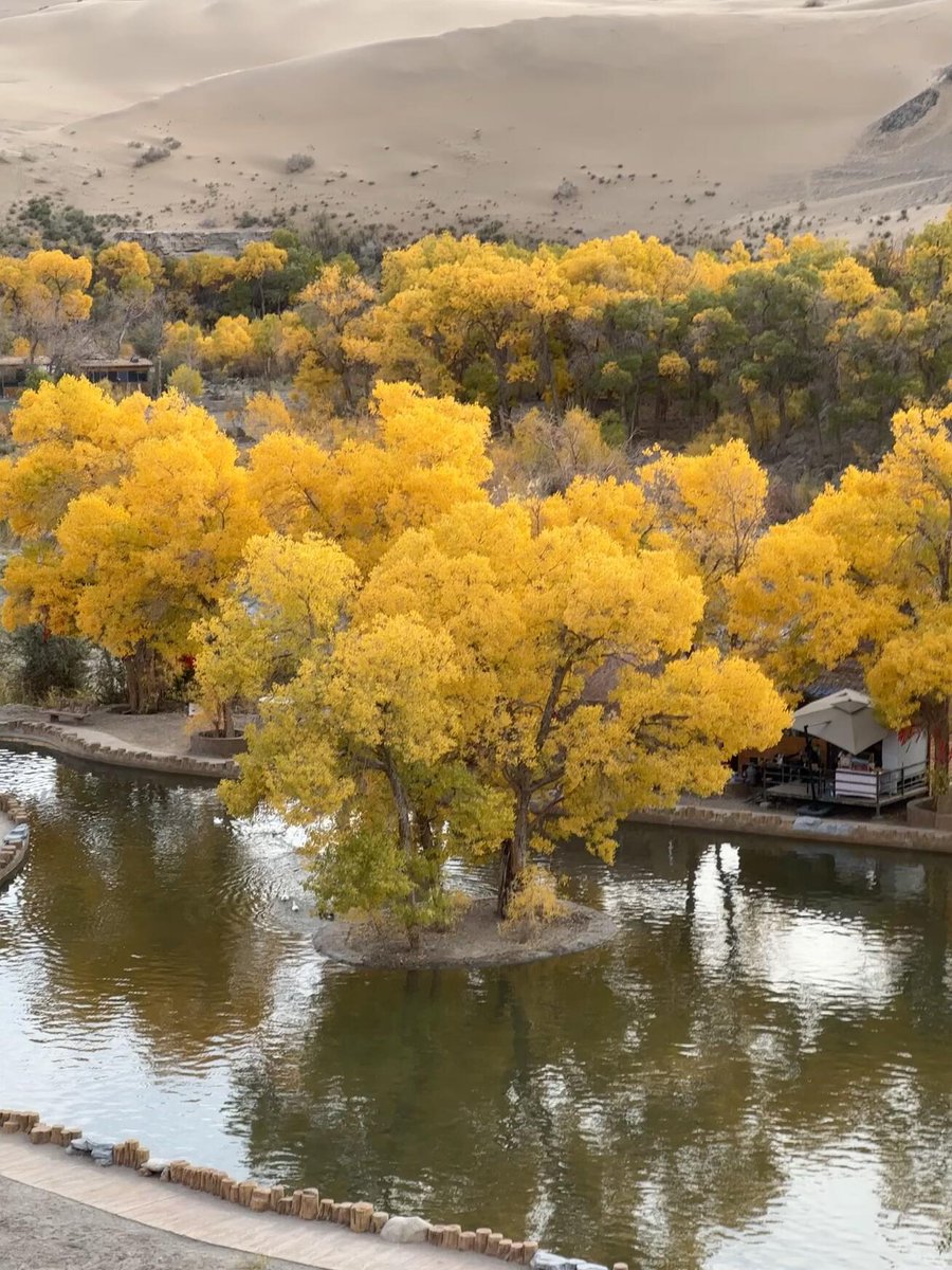 ezentrip's tweet photo. Autumn in Ejina 🌅🍂

Every October, the desert turns golden as the ancient Populus euphratica forests glow under the autumn sun.

For centuries, these trees have survived in one of China’s harshest landscapes—symbolizing resilience and the spirit of the Silk Road. https://t.co/50sjtW24oZ