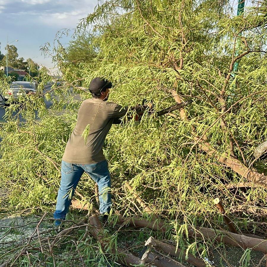 GobiernoMxl's tweet photo. ⚠️ P R E C A U C I Ó N
Trabajamos en el retiro de árboles caídos en distintos puntos de la ciudad. Reporta cualquier situación al 911 y toma precauciones.🌳🚨
#UniendoEsfuerzos
#GobiernoDeMexicali https://t.co/g3Z44rpQkn
