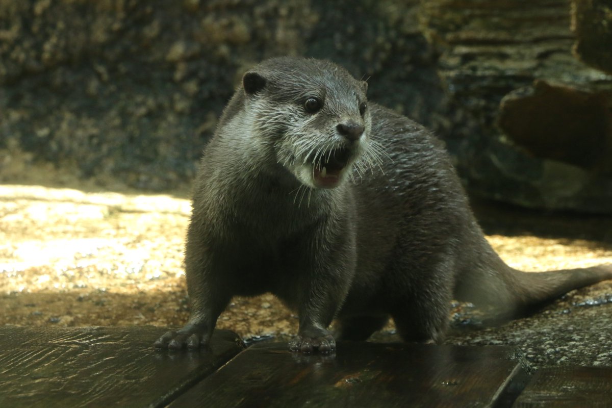 sendaiuminomori's tweet photo. 【仙台うみの杜水族館】

柴ドリルならぬハピアのワイルドカワウソドリル🌀

＃s_uminomori ＃コツメカワウソ https://t.co/L0uMdTVctw