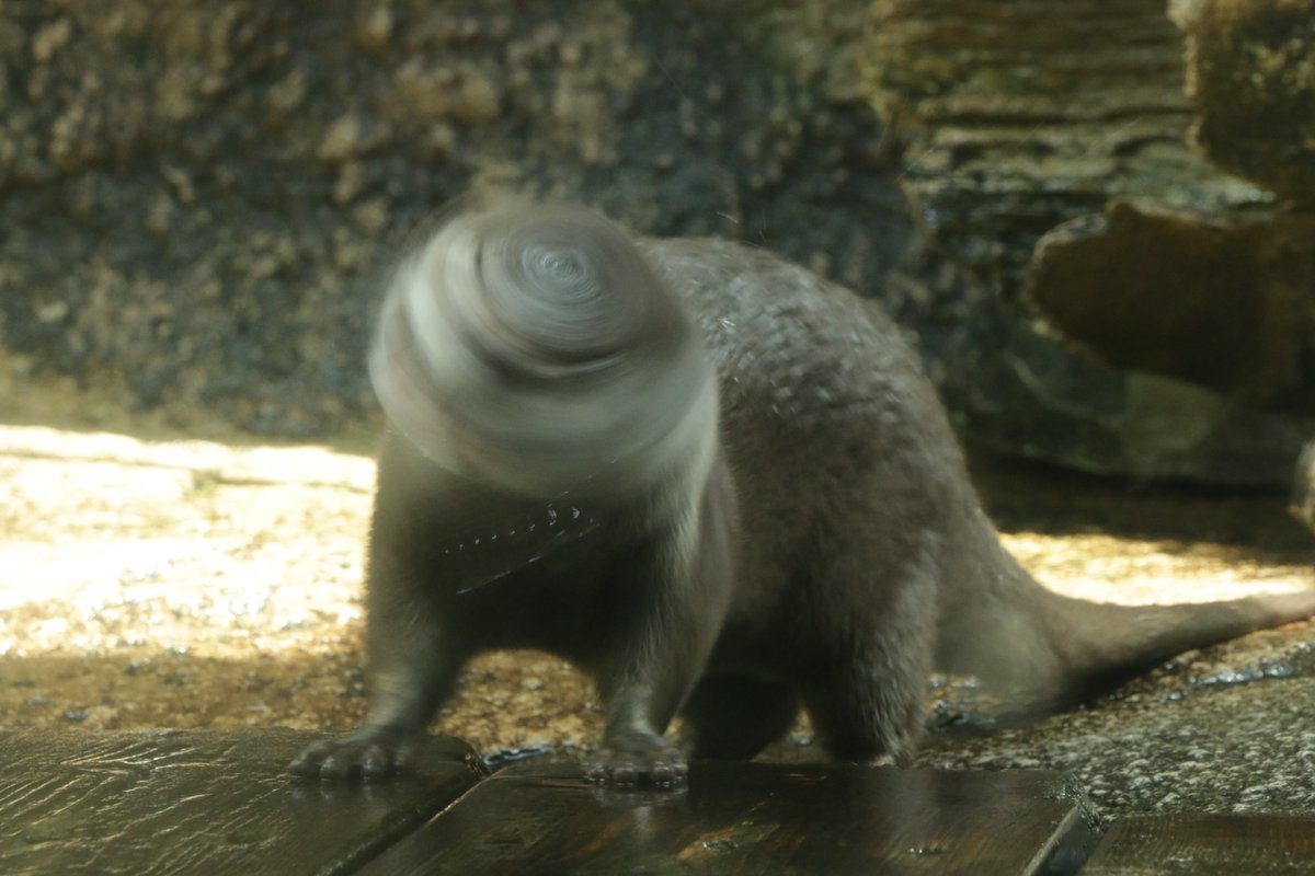 sendaiuminomori's tweet photo. 【仙台うみの杜水族館】

柴ドリルならぬハピアのワイルドカワウソドリル🌀

＃s_uminomori ＃コツメカワウソ https://t.co/L0uMdTVctw