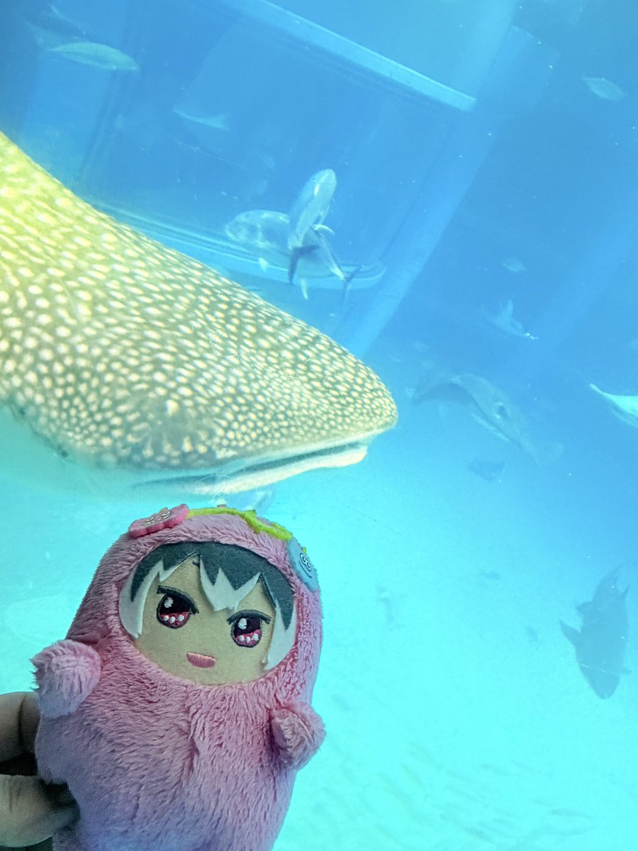 smm1329's tweet photo. 海遊館を満喫するもも族🐬🐟🐠 https://t.co/62Q7D6GRN6