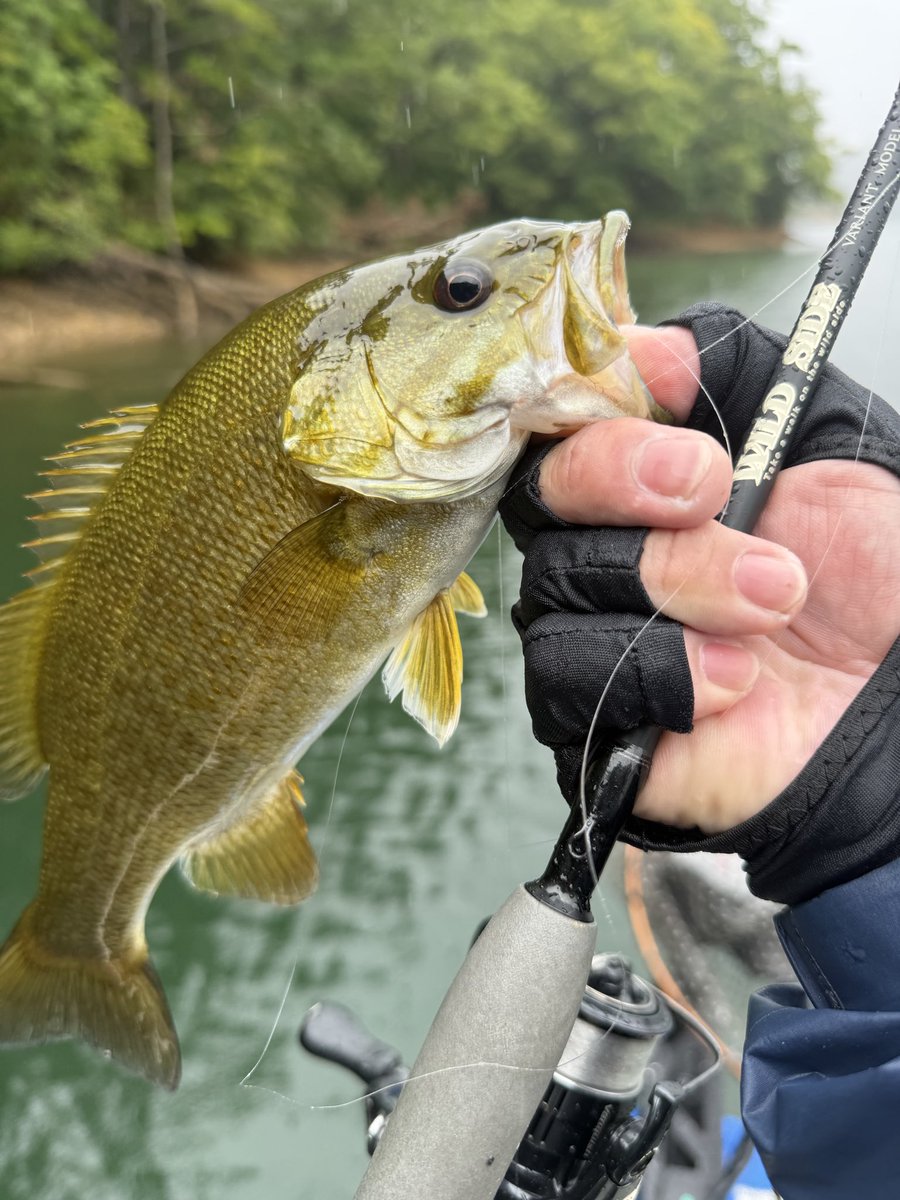fuzzfact's tweet photo. ローボートでエレキのみ魚探無しのスタイルだったからシャローを探したけど全然いなかった😭
今日はだいぶ上まで行ったなぁ
立木で釣った豆スモール1本で終了 https://t.co/ItuTI8UyWd