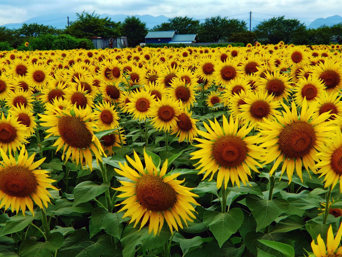 FieCro's tweet photo. 広くて見ごたえ抜群🌻
周辺に広がる田園風景も、夏の風情を感じさせる。

Zama / Kanagawa
Aug '26  #座間ひまわり畑 #Xperia https://t.co/KltLh8NgRO