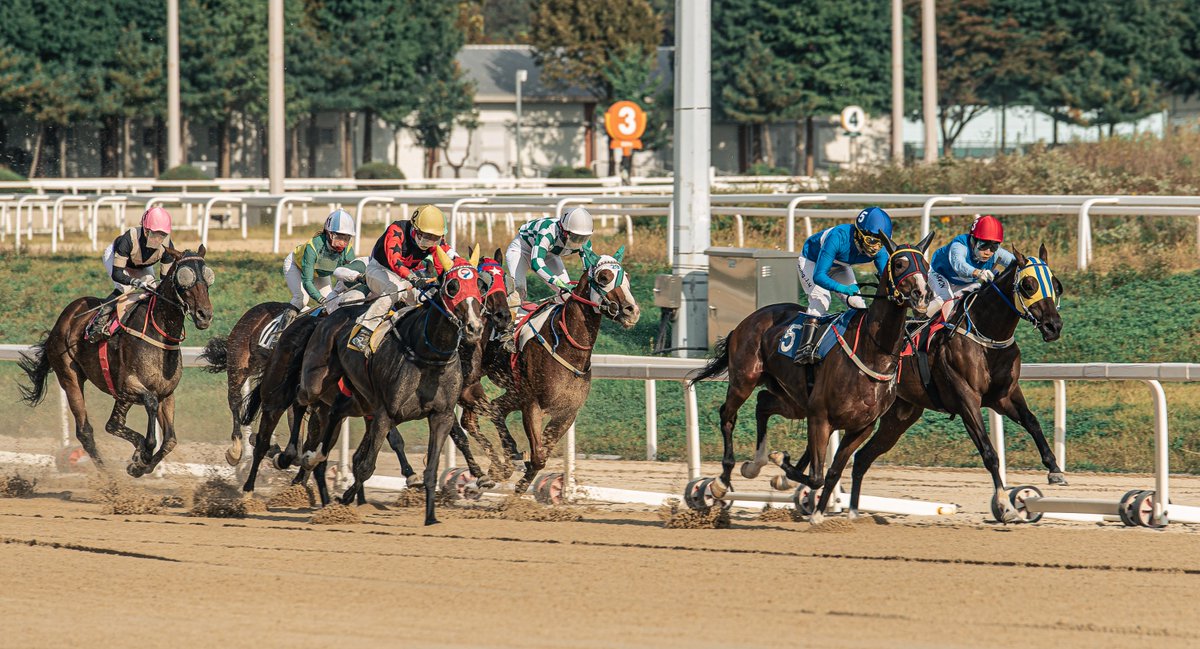 khorseracing's tweet photo. 지난 28일(금), 국회의사당 본청 계단 앞에서 「105년 경마산업을 말살하는 과천경마공원 졸속 이전 규탄 기자회견｣이 개최되었습니다. 10개 경마 유관단체와 한국마사회 노조 또한 협력한 이 기자회견은 각 산업 구성원(마주·조교사·기수·말관리사·생산자)의 대표인이 나와 성명을 ���표하는 시간을 가졌습니다.

그중 현직 기수로 활동하는 김용근 한국경마기수협회장은 정부의 졸속 이전 행위와 '일부 마사 선이전' 계획에 대해 규탄하며 기수의 입장을 대변했습니다.

김용근 기수협회장은 "경주마는 소��과 진동, 그리고 낯선 환경의 변화에 매우 민감한 동물이다"라며, "경주로와 마사 인근에서 대규모 주택 공사가 진행된다면 공사 소음과 중장비 이동, 차량 통행 등으로 경주마가 지속적인 스트레스에 노출될 가능성이"크다고 비판했습니다. 더불어 "결국 그 위험을 기수가 말 위에서 직접 감당해야 한다. 경주 중 작은 이상 행동 하나만 발생해도 단순한 사고 수준으로 끝나지 않는다. 생명과 직결된 문제다"고 지적했습니다.

실제로, 경주마는 매우 예민한 동물입니다. 생산지에서의 기초적인 순치와 육성목장에서의 조련, 경마장에서의 체계화된 조교와 둔감화 훈련을 받아도 하루 아침에 세워진 새로운 구조물에 놀라고, 경주로에 뻗은 그림자에 비월을 하고 기립합니다. 벽을 부수는 드릴, 덤프 트럭의 경적, 사람의 외침, 쇠 두드리는 소리는 말 할 것도 없습니다. 평소의 마사구역이 쥐 죽은듯 조용한 이유가 바로 이런 이유에서입니다.

경주마의 생물학적 특성을 무시한 채, "순회경마가 가능하니 일부 마사부터 선이전 하고, 우선 삽부터 뜨자"라는 논리는 정부의 산업 이해 수준을 오히려 방증하는 얄팍한 논리일 뿐입니다. 경마의 알파이자 오메가인 경주마에 대한 아주 기본적인 지식조차 없는 행정주체에게 공공 사업과 그에 따르는 후속 처분을 맡긴다면, 이는 '산업의 온전한 이전'이 아닌 '산업의 완전한 해체'가 될 것입니다.