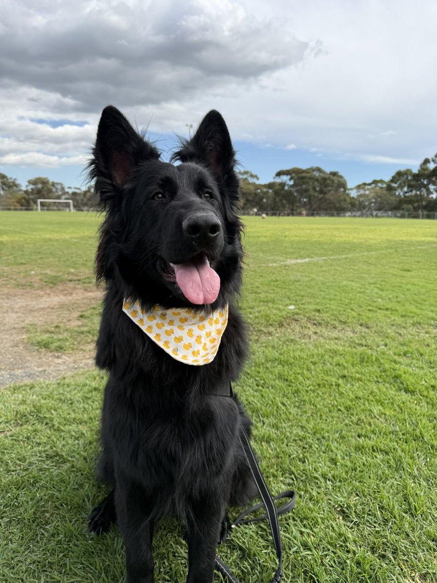 rrraech's tweet photo. Have some photos of my dogs in their ducky bandanas for peace and love https://t.co/o02FMbdsIa