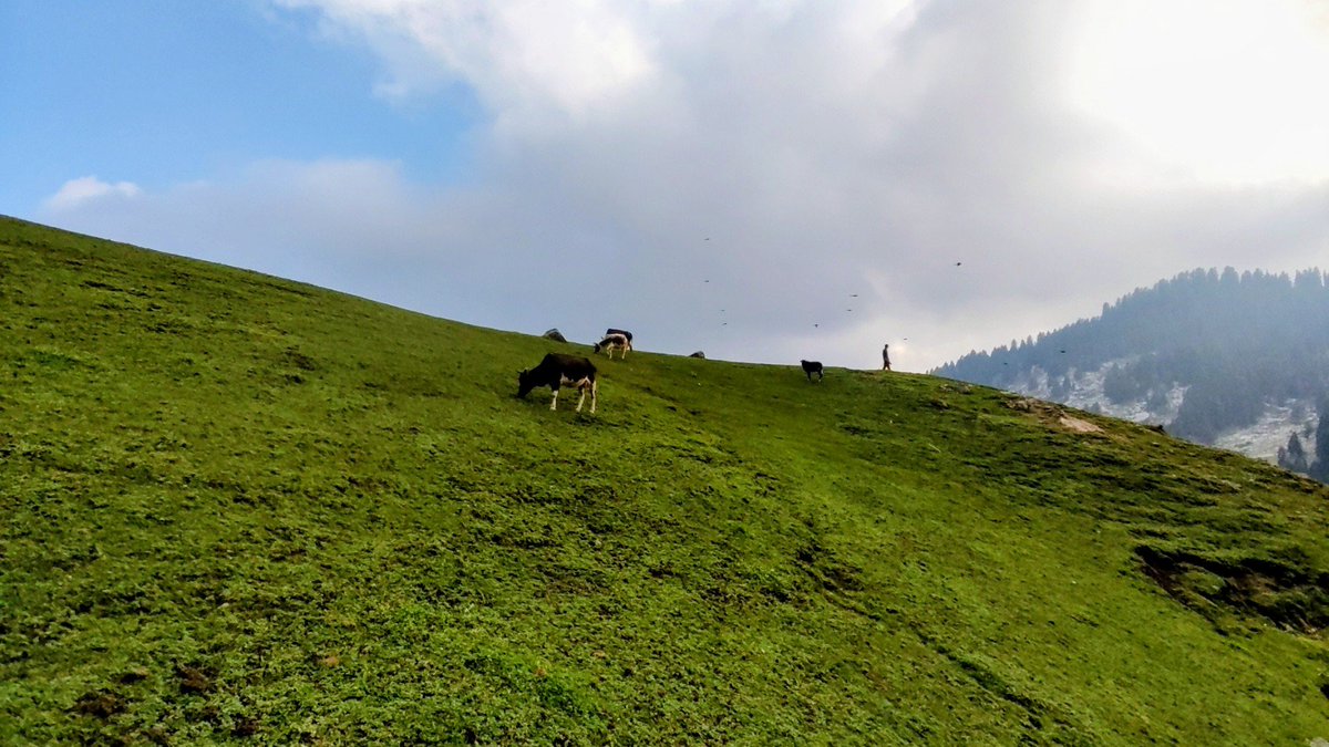 KumratTourism's tweet photo. These #beautiful views are from Atrango #Meadows, a beautiful #village located in the Lowari #Top mountain range to the north in Upper Dir. #Pakistan https://t.co/9gCp3nRzni