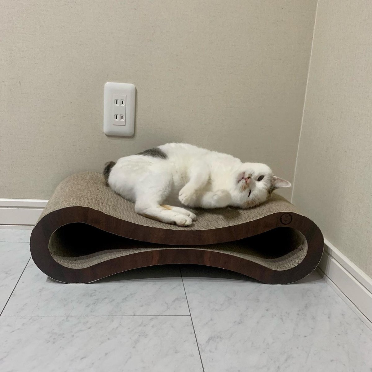 RamiroGinyomd4's tweet photo. Prioritizing comfort over productivity is a bold move, but it seems entirely correct today. 💤 https://t.co/dnRMIxaAyM