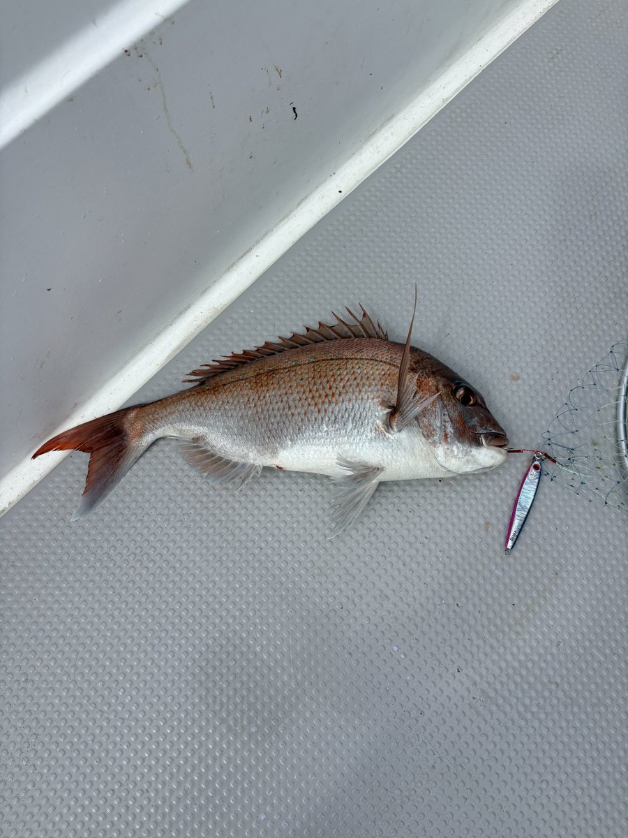 Fishing_Hora's tweet photo. よー釣れた🐟 https://t.co/S351a2LcT3