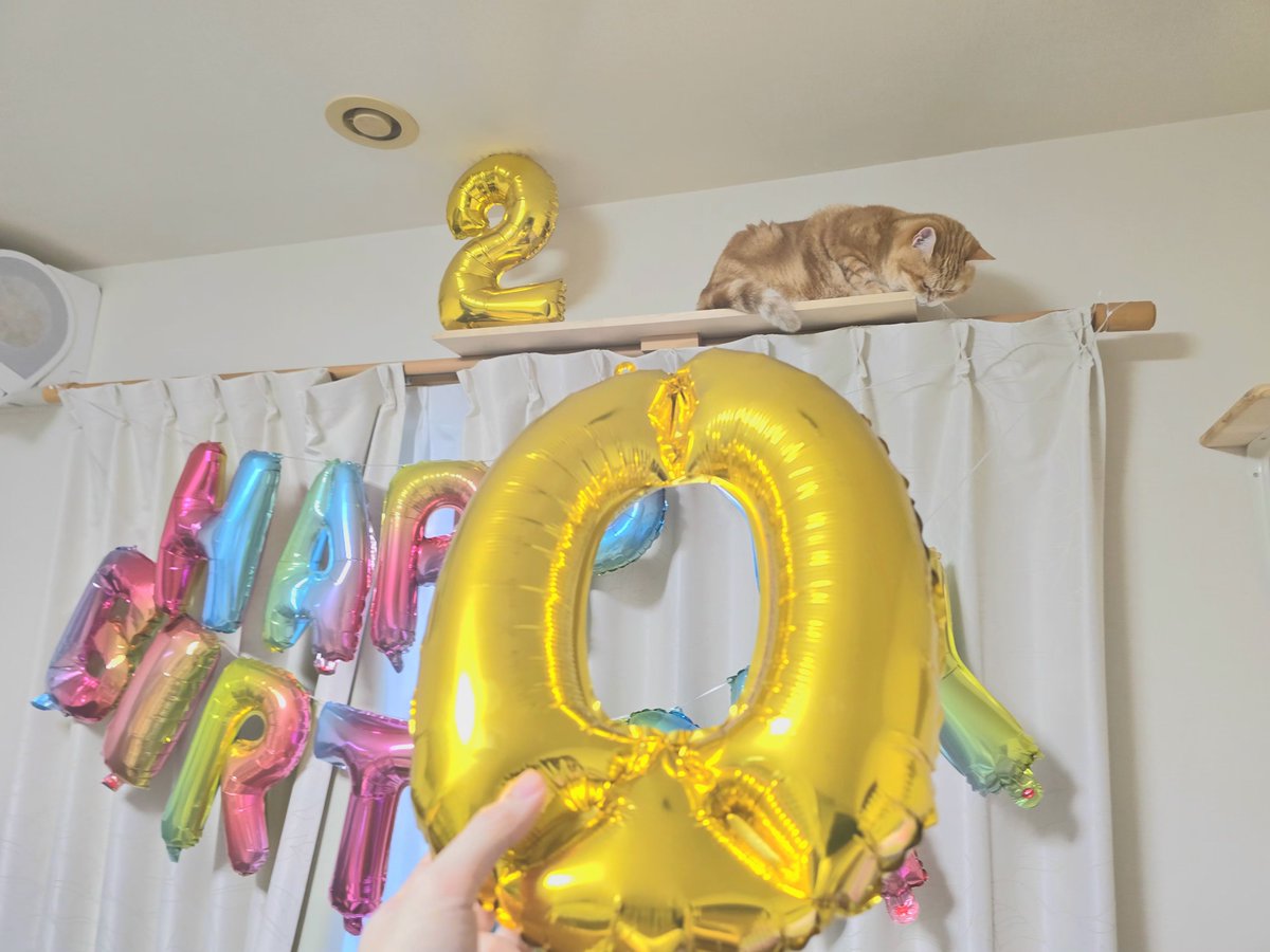 maoto_compass's tweet photo. 僕が二十歳なことに不満らしい猫が0を落としてくる https://t.co/poCECq4Vfc