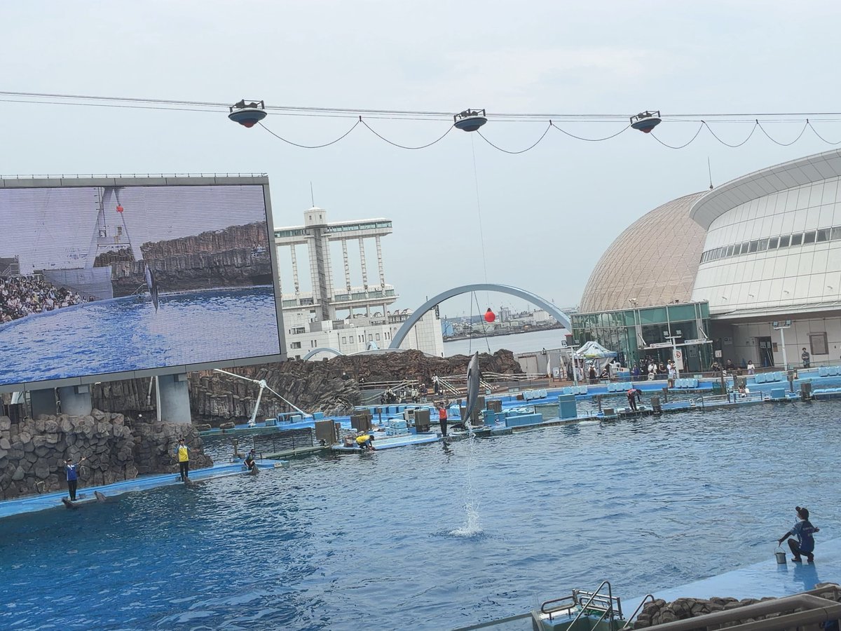 airiringojam's tweet photo. 本日のベストショットたち🐟 https://t.co/9h4FtbohgP