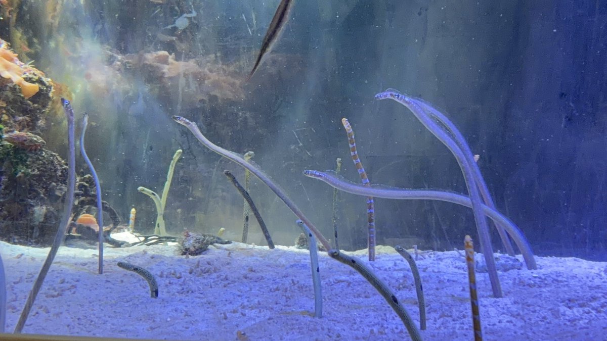 airiringojam's tweet photo. 本日のベストショットたち🐟 https://t.co/9h4FtbohgP