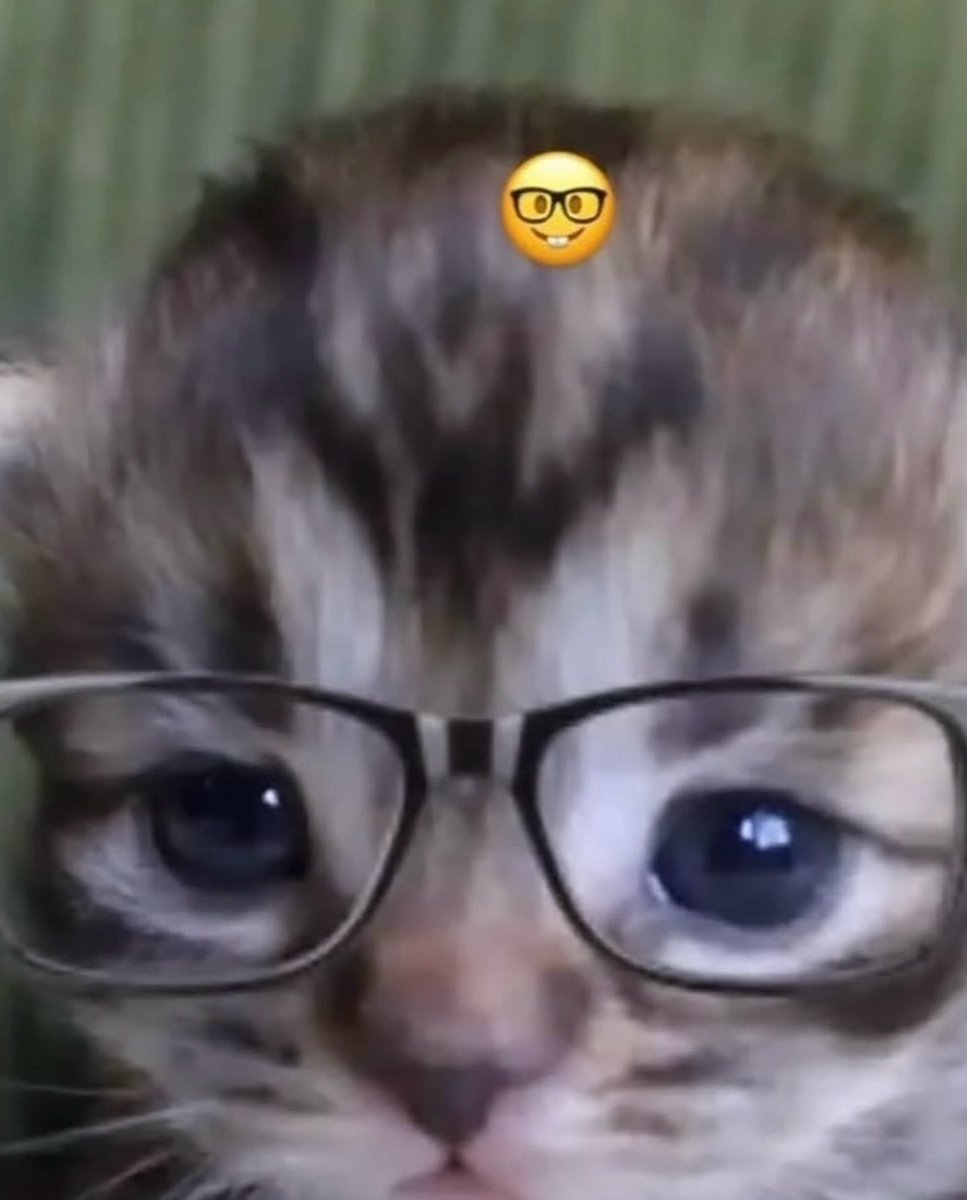 catsworldaura's tweet photo. https://t.co/MpkXTI9LsH