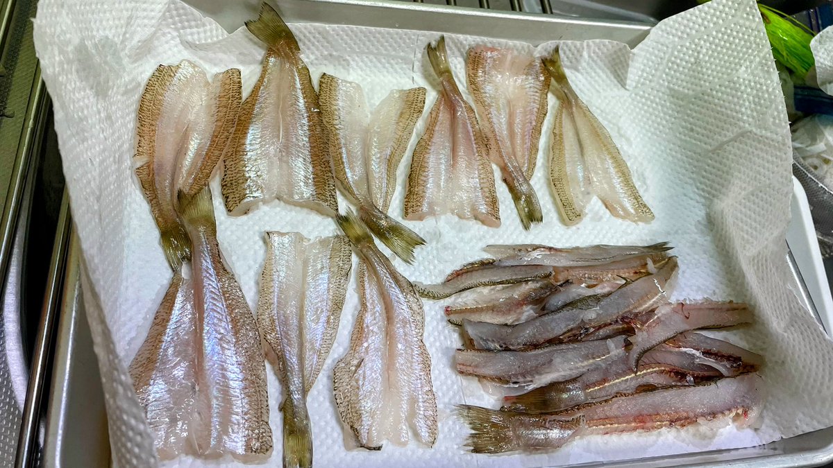 asa_hemp's tweet photo. シロギス。
シブヤさんからお裾分けいただきました。

シャシャーッと捌いて昆布締めの刺身と天ぷらに。
中骨はいつものスパイシー揚げ。
サッポロクラシックで乾杯〜🍻

釣り行きたい🎣 https://t.co/rEi1cu8fzQ