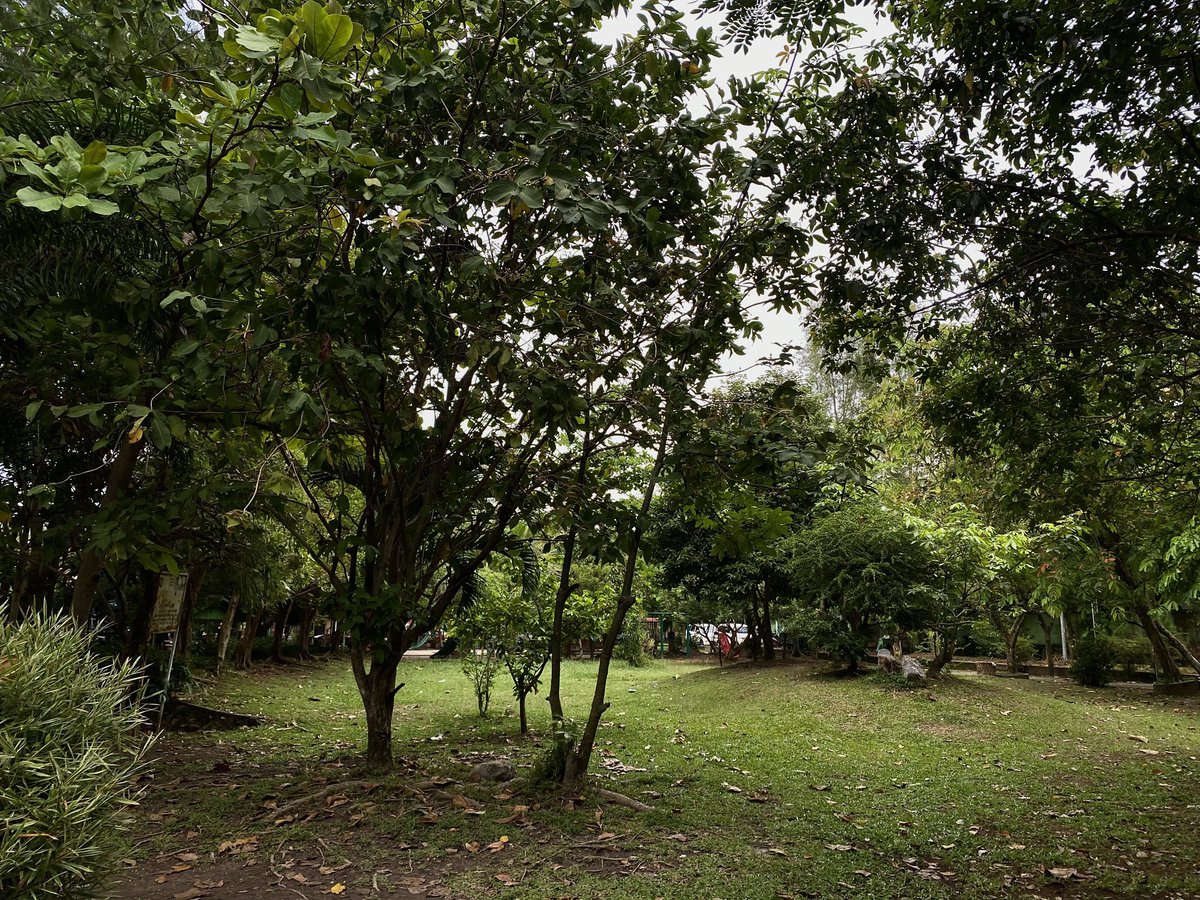 arumjiwa's tweet photo. #treeposting https://t.co/VyUARmYnNO