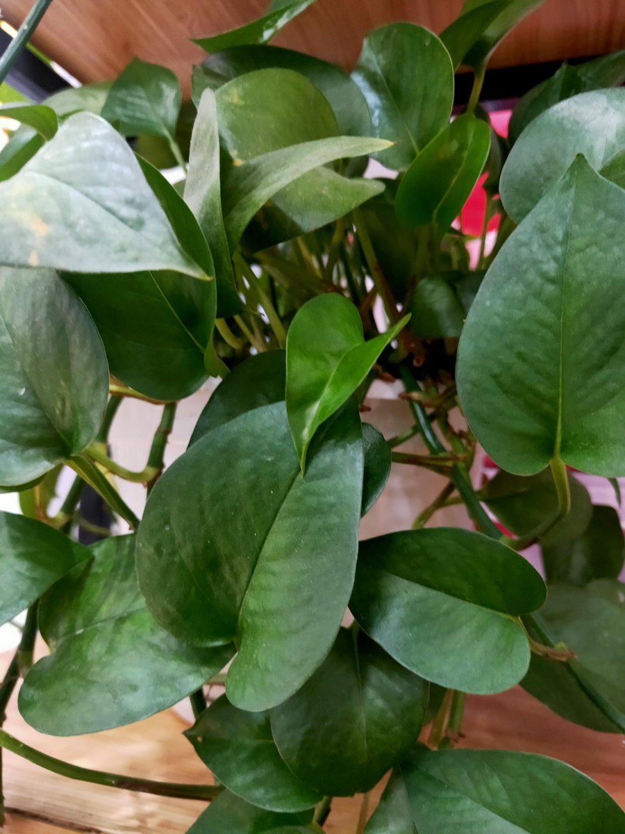 Alecoderpwr's tweet photo. Keep your pothos happy: water only when top 2 inches of soil feel dry, place in bright indirect light. No green thumb required! ， https://t.co/opCaGCdKu8
