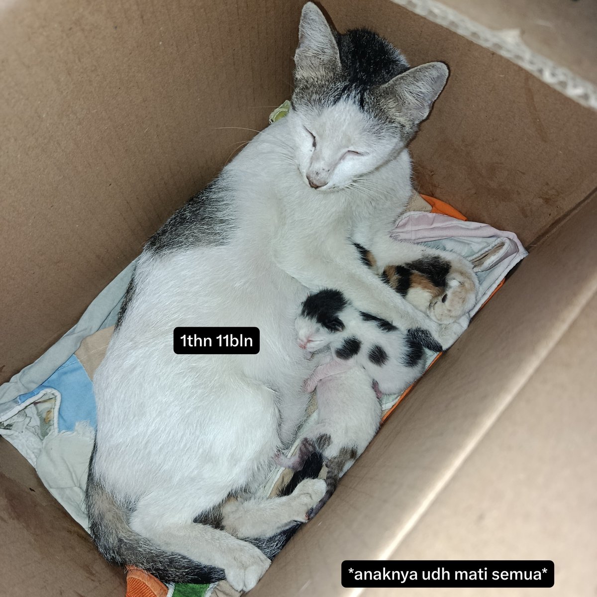 anarchiverkive's tweet photo. hi aku open adopt 3 kucing betina, karna mau pindah rmh dan rmh baru gbs bwa peliharaan. for free, tp jemput kerumah yaw hehe dom jakarta selatan

#adopsikucing #lepasadopt https://t.co/Y0tHwfDvlA