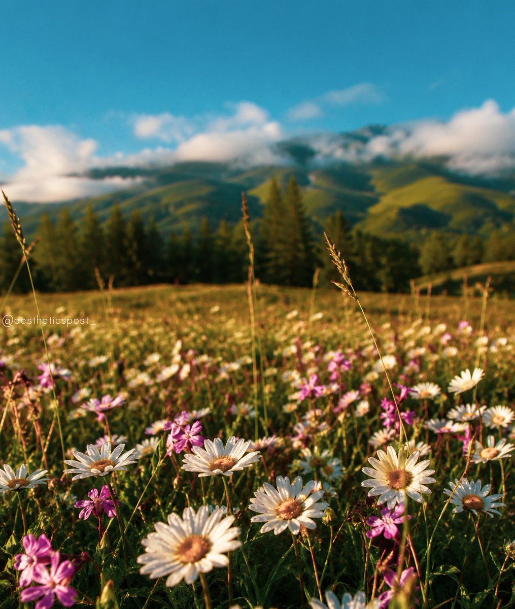 aestheticspost_'s tweet photo. Peaceful. https://t.co/wi96yEGunO