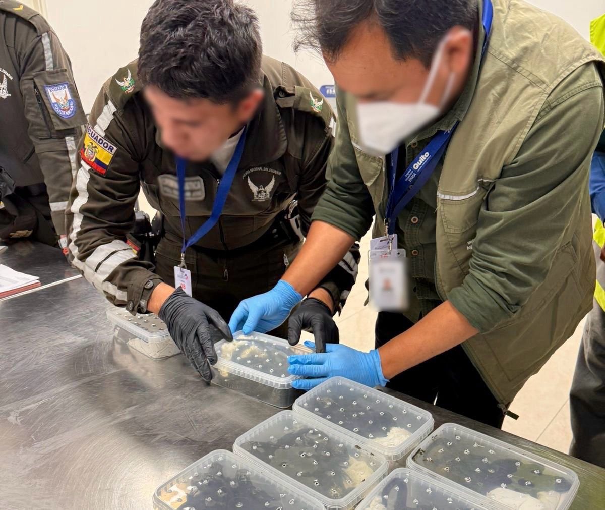 FiscaliaEcuador's tweet photo. #ATENCIÓN | #Pichincha: #FiscalíaEc, a través de su Unidad de Medio Ambiente y Naturaleza, y @PoliciaEcuador aprehendieron a una ciudadana extranjera que habría intentado salir del país con 28 iguanas en su maleta, desde el aeropuerto de #Quito hacia #Islandia. https://t.co/yVHFc9kAOr