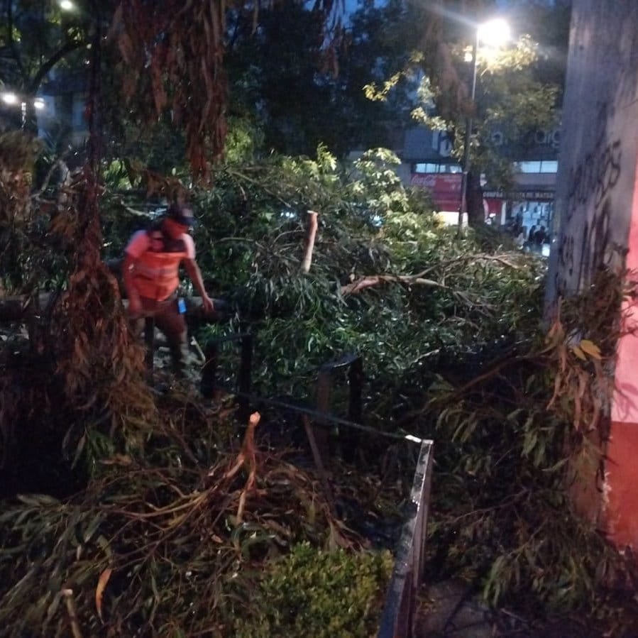 reporteedomex's tweet photo. En Dr. Arce y Dr. Andrade, col. Doctores, Alcaldía Cuauhtemoc, al interior del parque “Jardín de las Artes gráficas”, se registró la caída de un árbol de  17 m de longitud por 50 cm de diámetro; sin reprote de lesionados. https://t.co/f5GznHRKN6