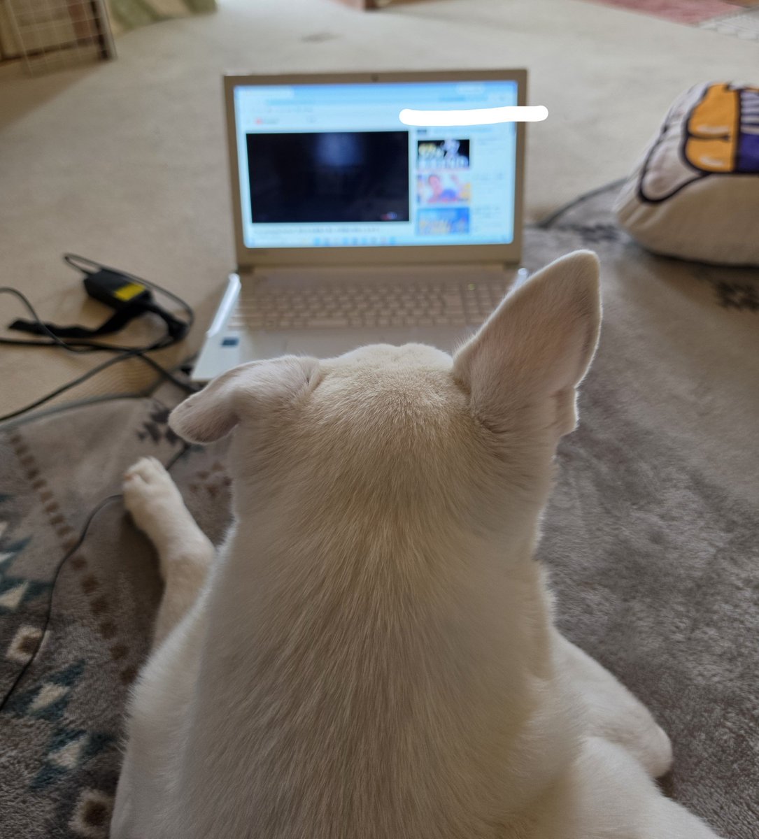 LydoRuu's tweet photo. 私がお手洗いに行ってる間にノートパソコンの前に鎮座して動画見観てるコロン🐕️(動画流しながら行ってた） https://t.co/Sj9qsekAIS
