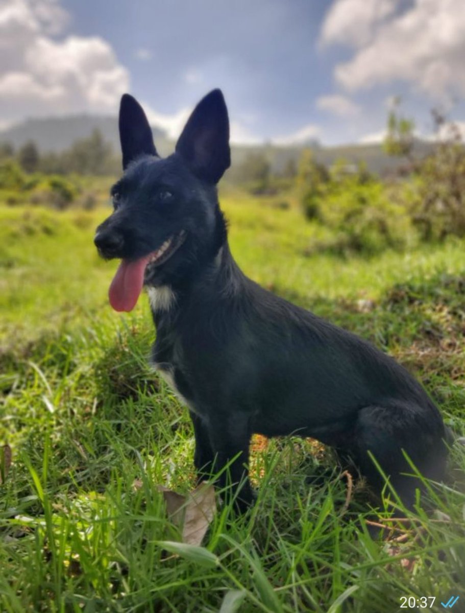 AlertaMePerdi's tweet photo. #ACTUALIZACION #PERDIDA #QUITO
Nombre: #Mila
Fecha: 2026-08-16
Sector: Norte, San Carlos de Yaruqui
Sexo: Hembra
Raza: Mestizo
Observación: Negra mancha blanca en el pecho y cuello
Contacto: 0985638009
¡Ayúdalo a volver con su familia!
 #AlertaMePerdí https://t.co/fBaXJmCe4O