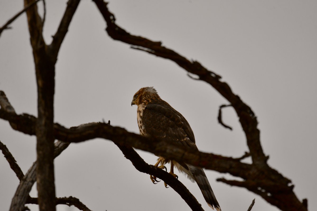 Toasted_Souls's tweet photo. Hummers and hawks from tonight.. all very noisy. https://t.co/su4vXj9wMx