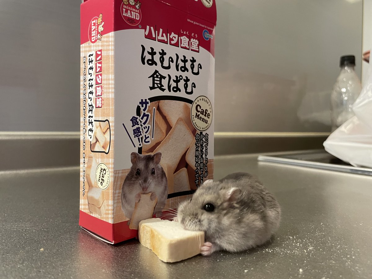French_hamu's tweet photo. 初食ぱむ🍞 https://t.co/SmeoCfnIg5