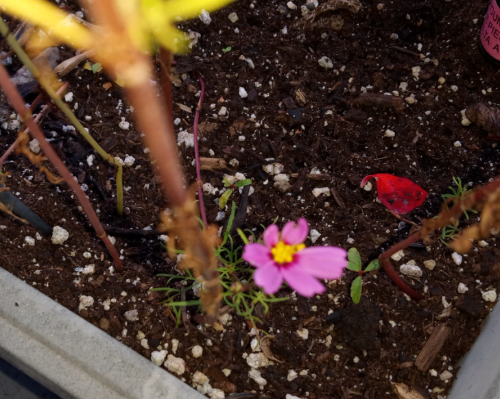 T_Mtl1110's tweet photo. I may have one of the world's tiniest #cosmos blooming (approx 7 cm/2.5 inches)
Had to crouch down with a ruler to measure it after I noticed a tiny pink dot in one of my planters.
Amazing little thing!
#Nature #Flowers #Gardening #CosmosChallenge
Phone pic https://t.co/URuCymPpM1