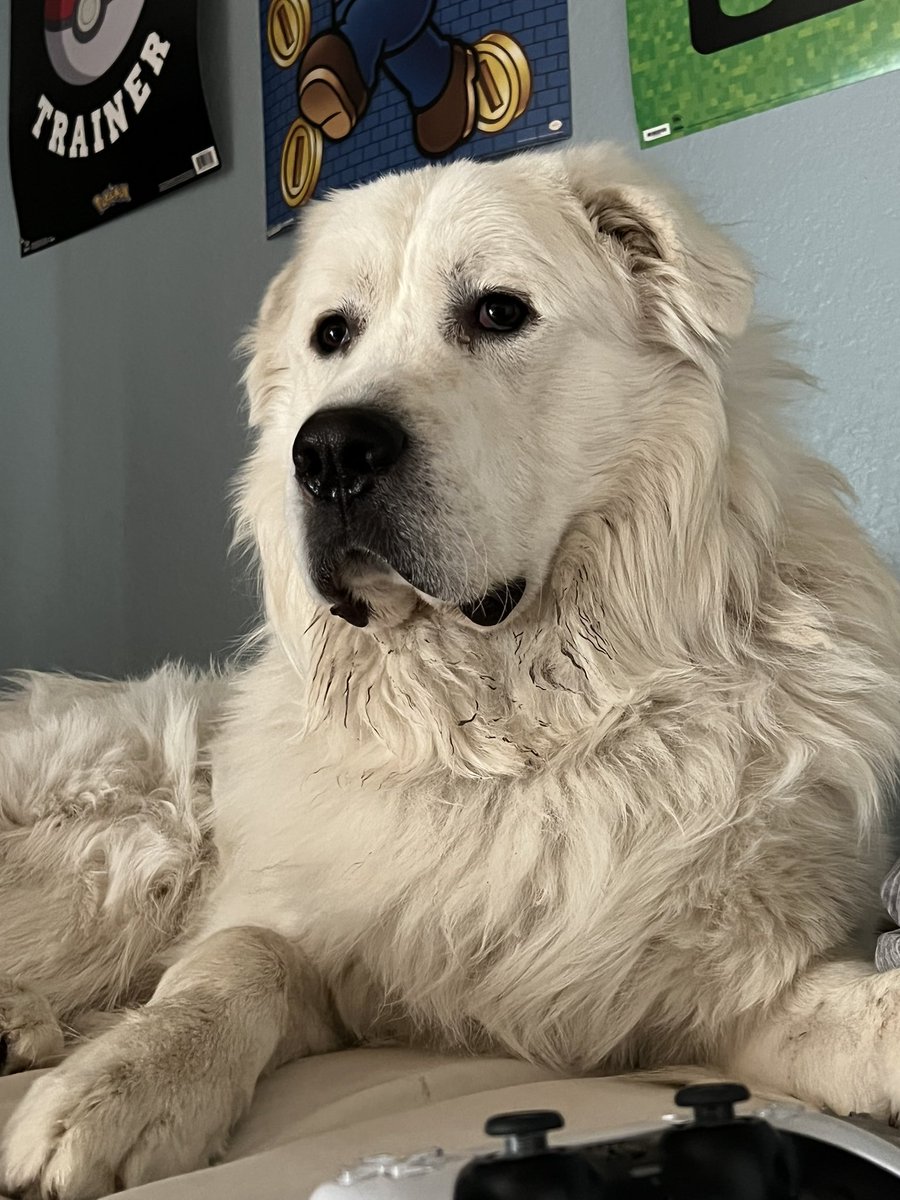 Foloxcer's tweet photo. @LUvvUcy Have a polar bear doggo https://t.co/6QYBT1rxJp