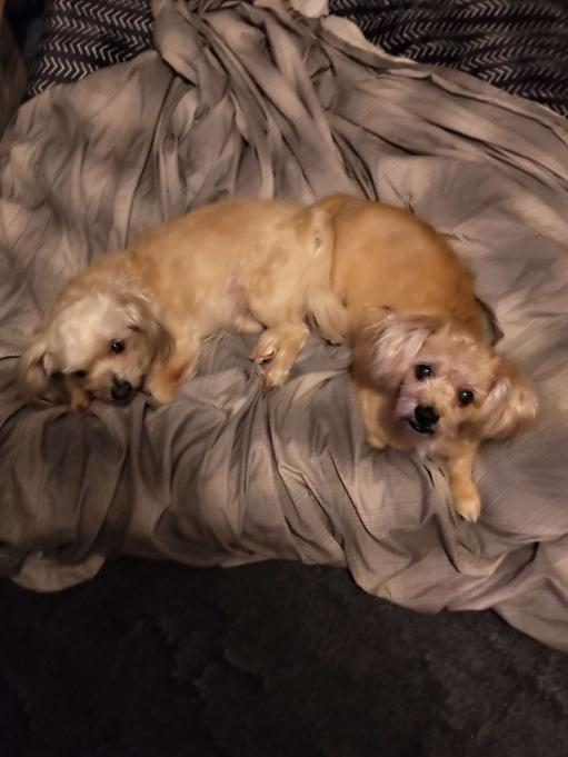 AkumaGojiOld's tweet photo. @LUvvUcy Lads in a new doggie bed https://t.co/iVuRbNpAuH
