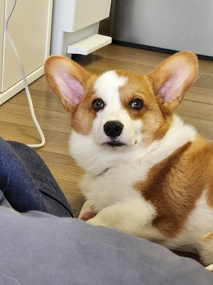 Corgi_Uni_'s tweet photo. 土曜日なのに出勤する飼い主を憐れむうに https://t.co/WIH8w4gMvO