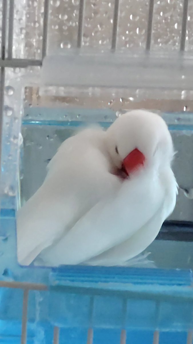 yonoame_games's tweet photo. うちの文鳥、バードバス好きすぎて中で寝ちゃった。
この後出てきてからトイレしてエサ食べてまたバードバスに戻ってきました。
中を汚したくない気持ちはありそう。 https://t.co/RBxRMCNnkw