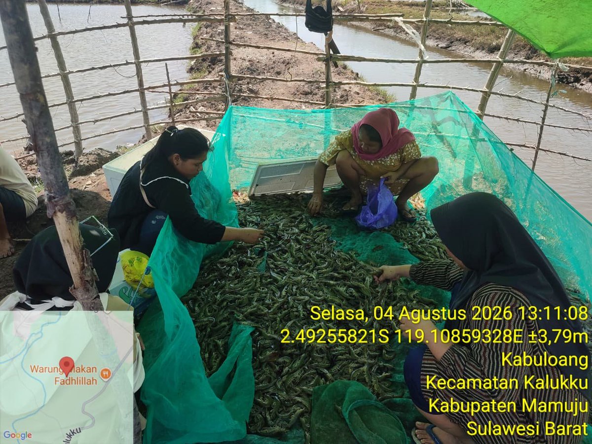 AbrahamMuhiddin's tweet photo. Selasa /04/08/2026 
Kegiatan Panen Udang Vaname Pada tambak Sederhana Milik Anggota Pokdakan Simbar Allo dalam Pendampingan Akses Pasar Bersama Ibu  Nurmah di Dusun Barang Barang Desa Kabuloang Kecamatan Kalukku Kab. Mamuju Provinsi Sulbar.
#BPPSDMKP
#satminkalmaros
#puslatluh https://t.co/XhbOczbSIp
