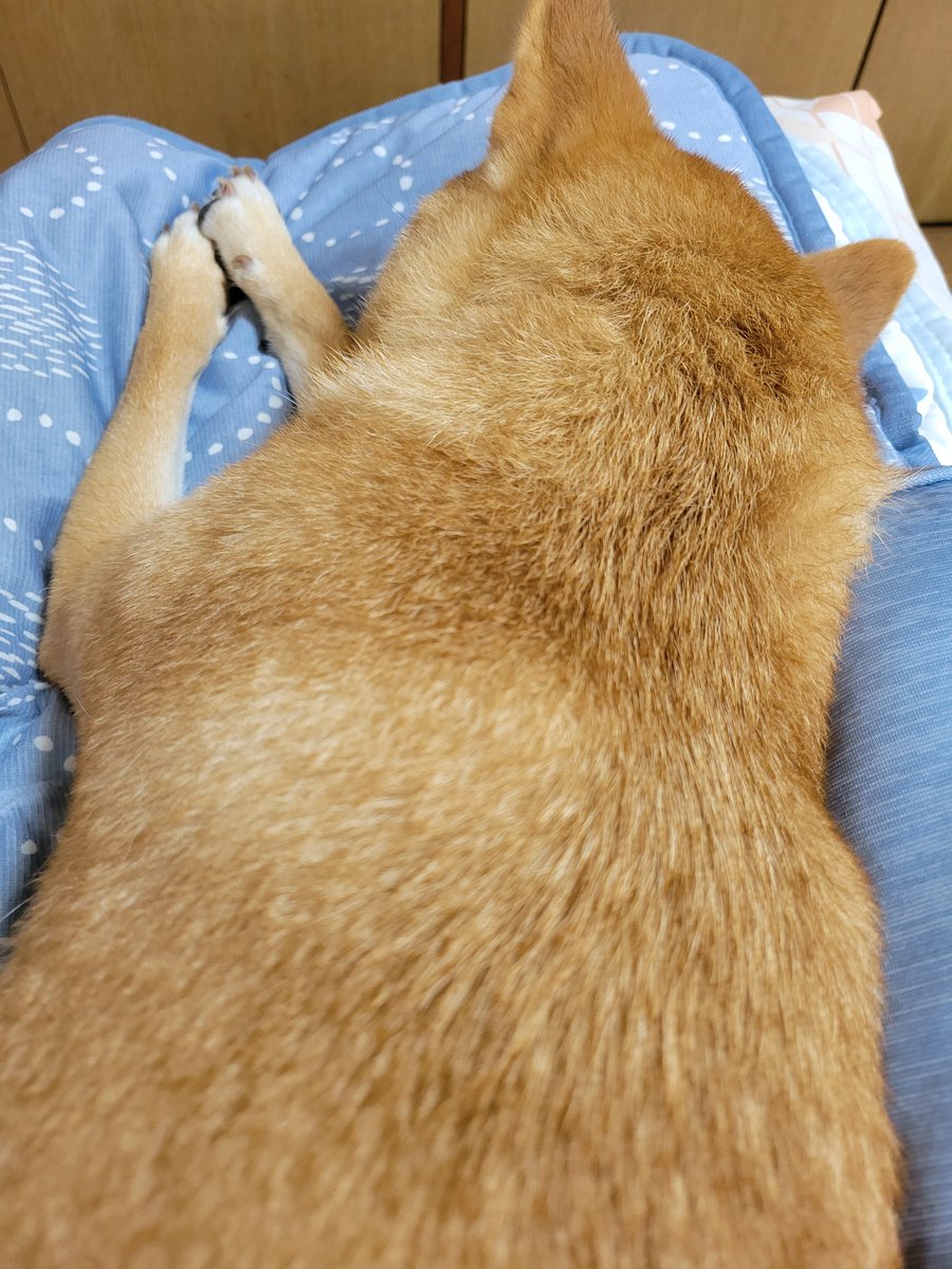 SaltSummerDog's tweet photo. ひんやりマットを敷いたベッド&amp;クーラーの効いた部屋ですやすやｲｯﾇ🐕️ https://t.co/K4QfRJo3vf