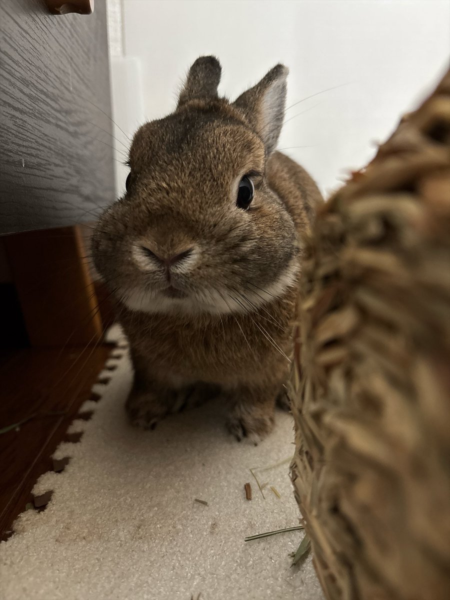 happykakao3's tweet photo. ほっぺぷくぷくさん🐰 https://t.co/UrhD1QUoxb