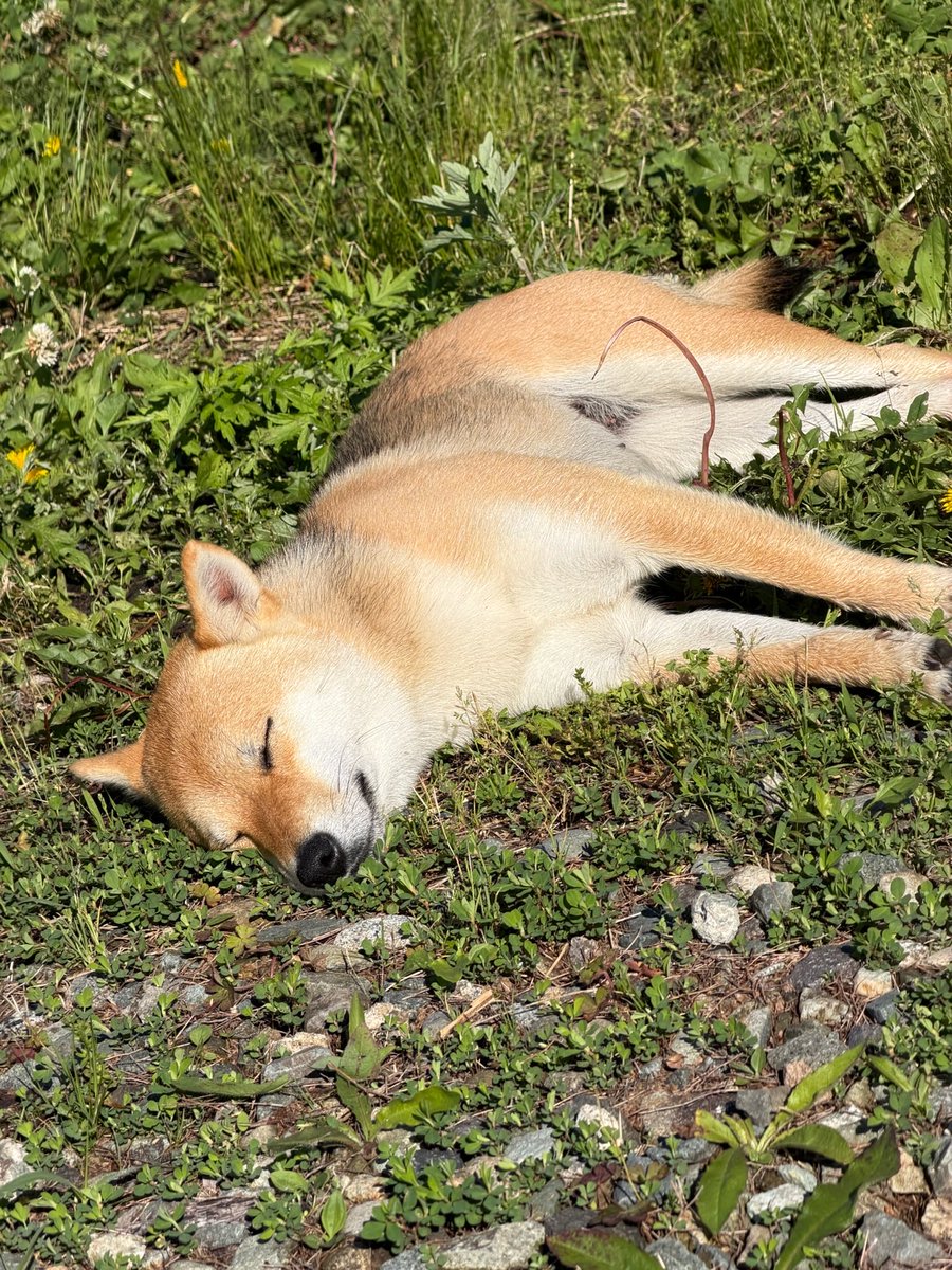 kantaro0925's tweet photo. 🐶 https://t.co/NefWEytJj2