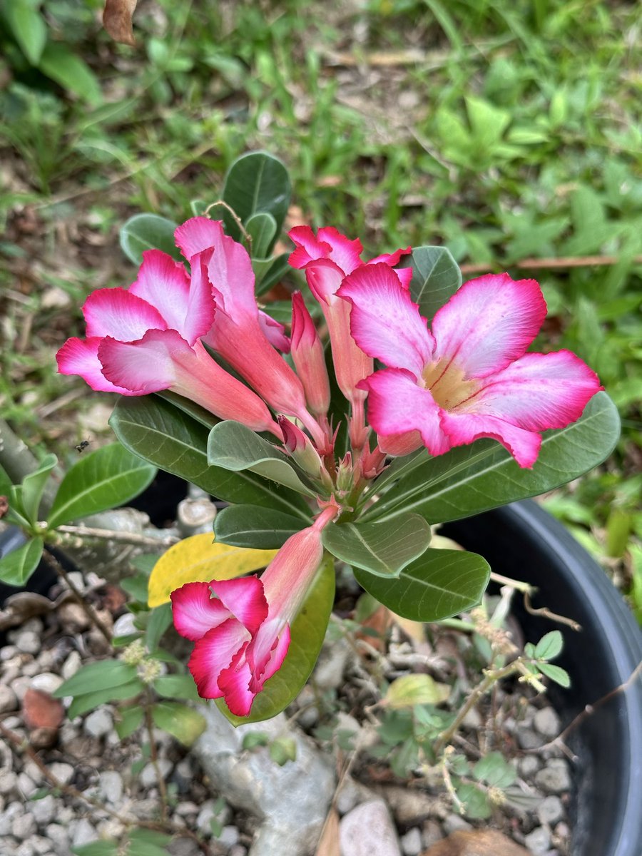 LyanLab tweet picture