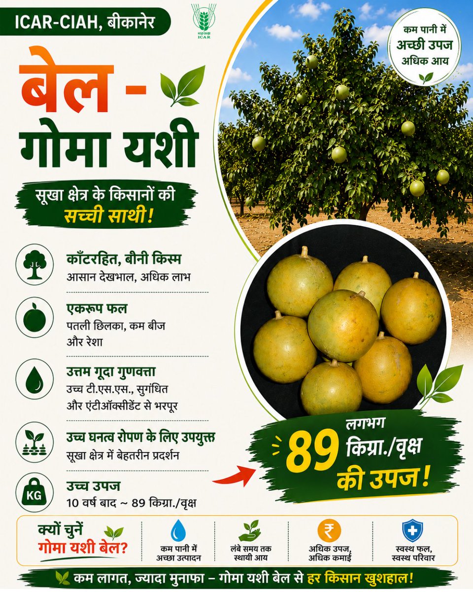 icarindia's tweet photo. Meet Goma Yashi Bael—thornless, dwarf &amp; ideal for drylands. With quality fruits and ~89 kg/tree yield after 10 years, it’s a smart choice for better returns! 
#ICAR @ChouhanShivraj @PIB_India @AgriGoI https://t.co/3nb4WvzlDl