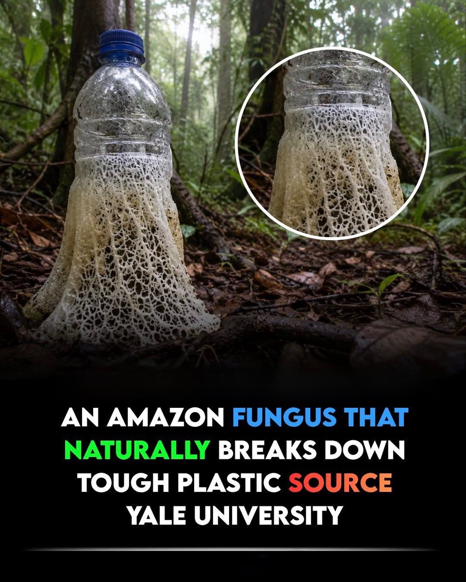 NextScience's tweet photo. 🚨 This Amazon Fungus Can Break Down One of the Toughest Plastics

Deep in the Ecuadorian Amazon, Yale researchers discovered a fungus called Pestalotiopsis microspora with a remarkable ability: it can break down polyurethane, a difficult-to-decompose plastic. 

Even more surprising, two strains were able to use polyurethane as their main carbon source without oxygen—similar to conditions found deep inside landfills.
Could nature already hold a solution to our plastic crisis? 

The discovery is promising, but it is not yet a large-scale solution. Much more research is needed before this fungus could be used to clean up plastic waste.

Source:
Russell, J. R., et al. Biodegradation of polyester polyurethane by endophytic fungi. Applied and Environmental Microbiology, 77(17), 6076–6084.