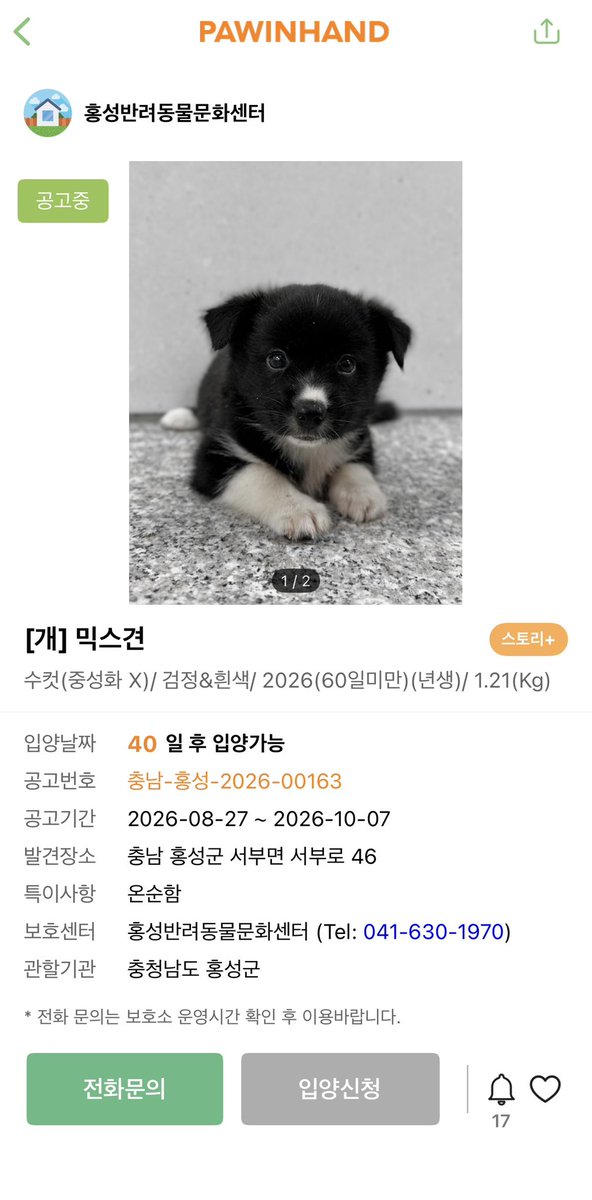 findmypaw's tweet photo. 홍성보호소 까만 꼬물이들 많이 입소했어요
임신견이 들어와서 낳은듯해요
입양예약 등 가능할테니 꼭 연락해서 확인해보세요.
개체수 포화는 곧 안락사로 이어집니다…

신중한 입양 문의 부탁합니다.
홍성보호소 041-630-1970 https://t.co/Gagm5TThkU