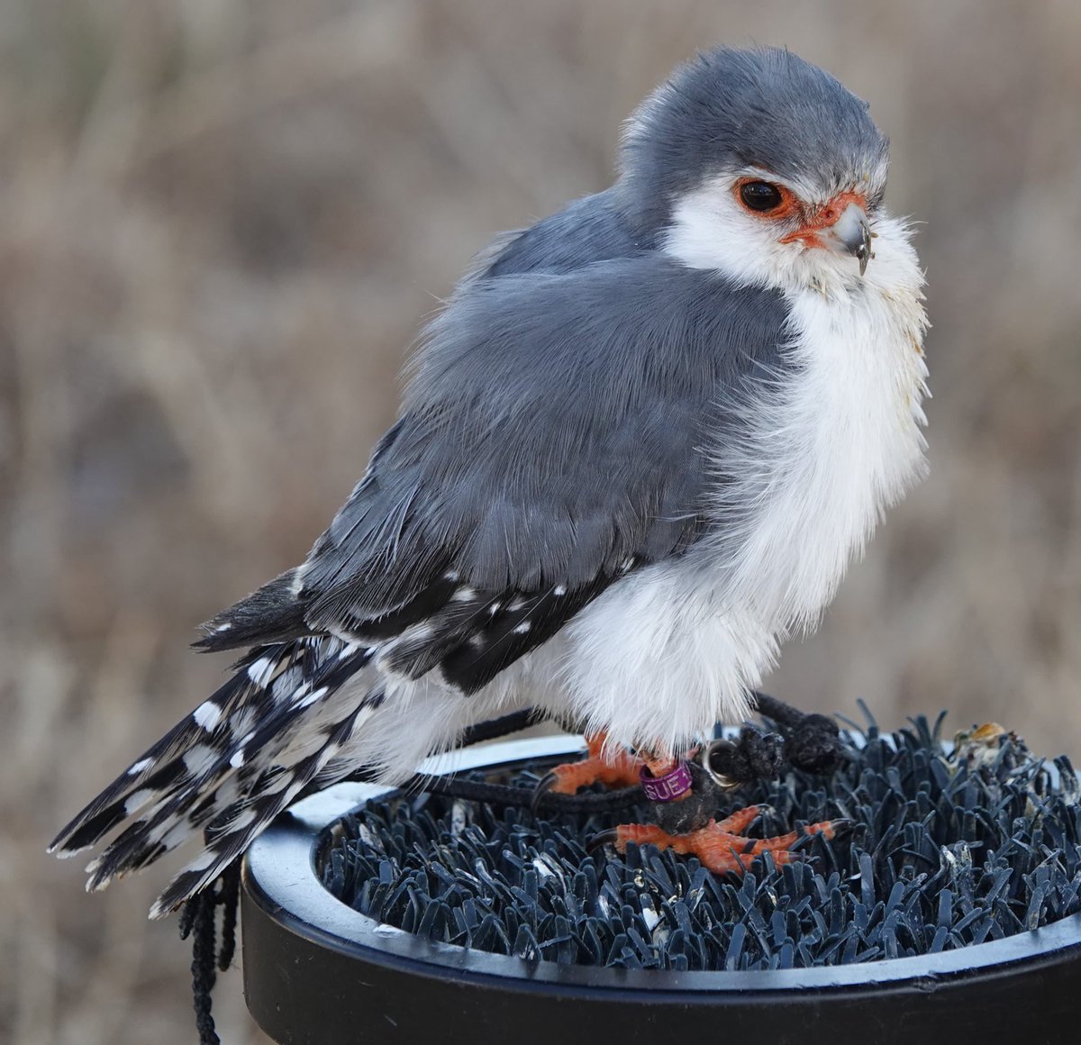 JanesBirdBox's tweet photo. Howdy 🤠 
I saw this little cutie in the week perfect choice for  #SmallBirdSaturday - sadly not a free bird 🦅 😔

Pygmy Falcon

#BirdPhotography 
#Birds
#Nature 
#BirdWatching https://t.co/w6MPl3laix