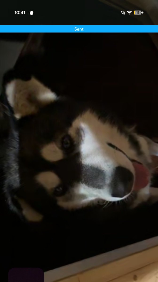 human_after_4ll's tweet photo. on the call with my mother and my husky heard me talking and started looking around for me, went inside and looked, and even outside in the yard, Sëlį beghąnighitą I MISS HIM SO MUCHHHHH UHGHG https://t.co/veGb2xR4sx