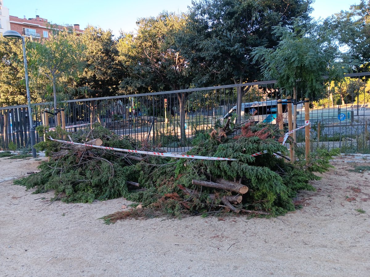 J_C_Oli's tweet photo. @matarocat és frustrant veure que tala un arbre sa només l únic diferent d una filera. Arbre que ha tolerat la calor. Arbre adaptat hauria de ser la preferència. @pscmataro @JuntsperMataro @ercmataro https://t.co/4Wmd1QTV6X